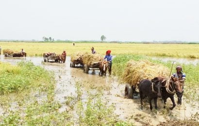 ঘোড়ায় চড়িয়া ধান ডাঙ্গায় উঠিল!