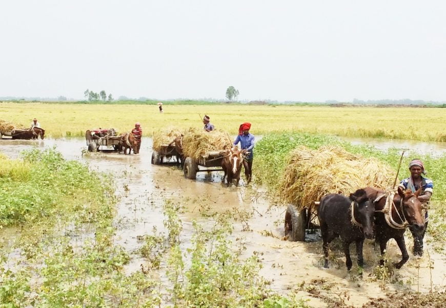 ঘোড়ায় চড়িয়া ধান ডাঙ্গায় উঠিল!