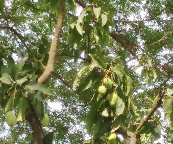 নাটোরে দুই মাসে সংগ্রহ হবে ১২ জাতের আম।