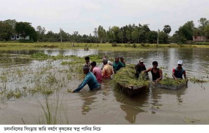 চলনবিল দুস্প্রাপ্য শ্রমিক, পানিতে ডুবছে ধান!