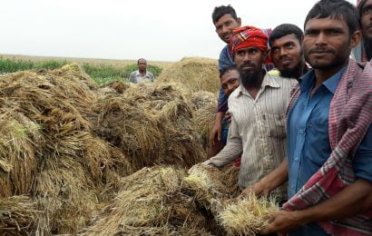 সিংড়ায় ধান ঘরে তোলার আগেই গজাচ্ছে চারাগাছ!