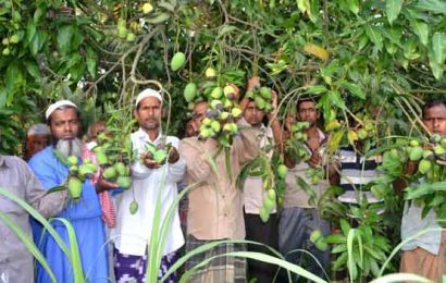 লালপুরে ইট ভাটার ধোঁয়া থেকে ‘ব্ল্যাক টিপ’॥আমের সর্বনাশ