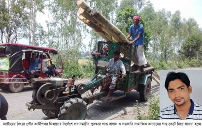 সিংড়ায় প্রধানমন্ত্রীর পুরস্কার প্রাপ্ত বাগান ও বনায়নের গাছ কাটলনে কাউন্সিলর!