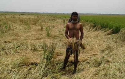 বড়াইগ্রামে নকল বীজে ১৬ বিঘা জমির ধানের সর্বনাশ!