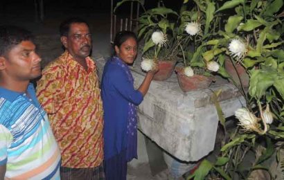 নাটোরের বাগাতিপাড়ায় একসঙ্গে ৫ গাছে ফুটেছে ১১ নাইট কুইন!