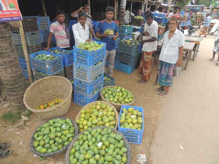 নাটোরে আম আছে, দাম নেই।