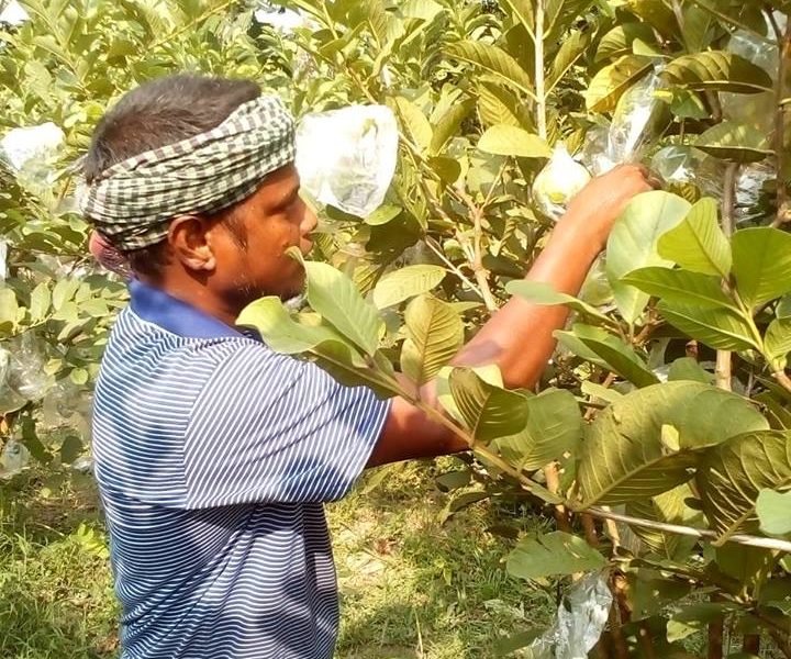 নাটোরে শখের বশে পেয়ারা চাষ, সাফল্য।