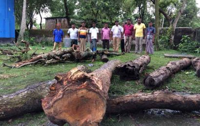 নাটোরে জমিদার বাড়িতে ফায়ার স্টেশন নির্মাণে শতবর্ষী গাছ কর্তন, চুরির চেষ্টা!