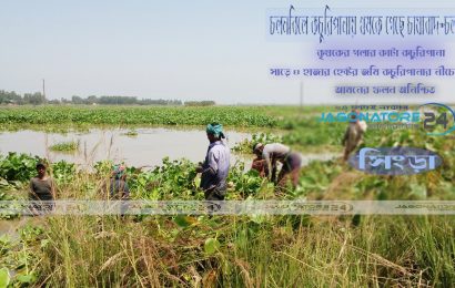 নাটোরে কচুরিপানার নিচে চলনবিলের সাড়ে চার হাজার হেক্টর জমি!