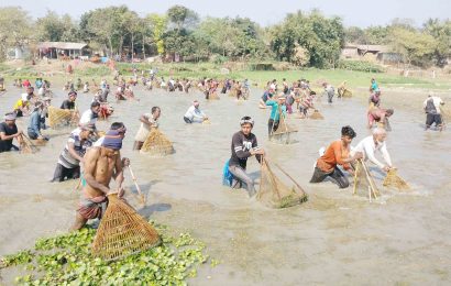 নাটোরে পদ্মা নদীতে মাছ ধরার উৎসব