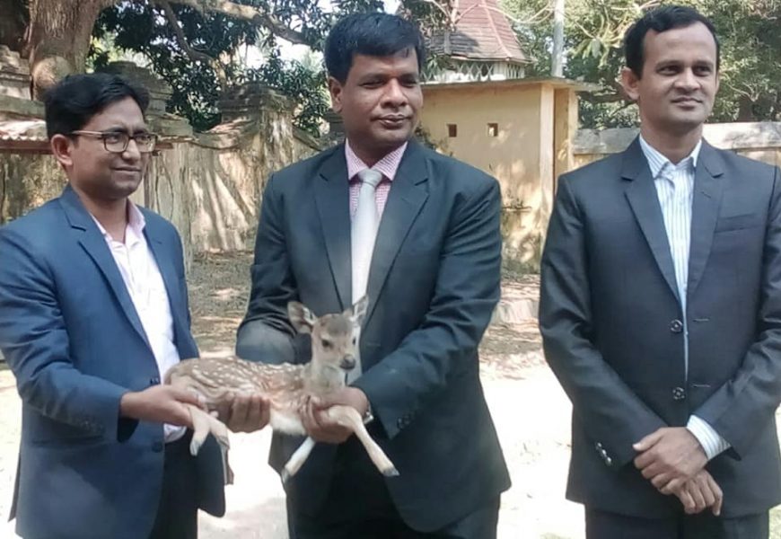 নাটোরে হরিণের মৃত্যুতে জেলা প্রশাসনের ৩ সদস্যের তদন্ত কমিটি!