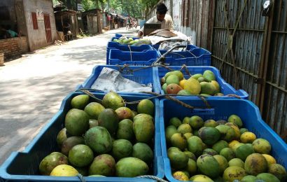 নাটোরে আম হারিয়েছে ‘দাম’, বাজার ‘ক্রেতা’