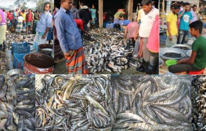 নাটোর থেকে প্রতিদিন রপ্তানী আড়াইশ ট্রাক তাজা মাছ