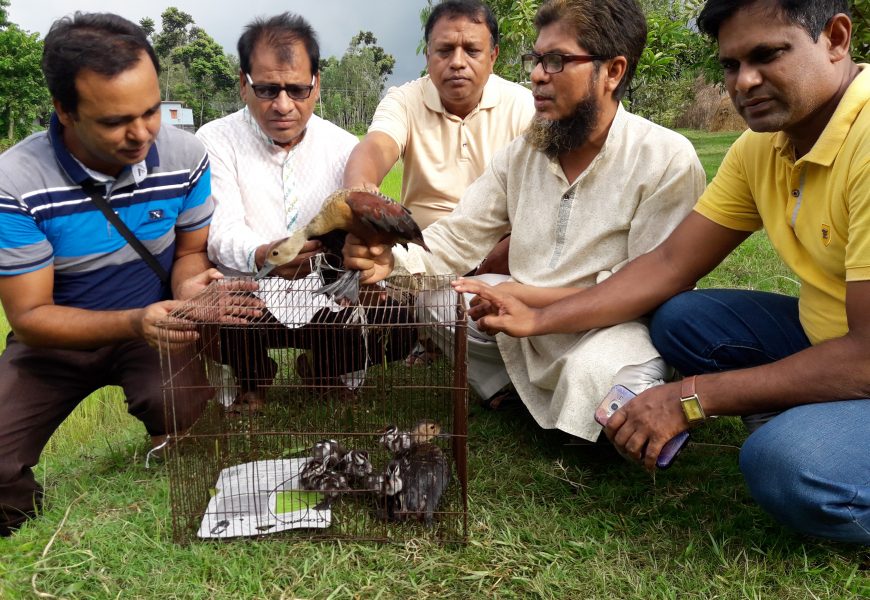 নাটোরে পাখিসহ বালিহাঁস ছানা উদ্ধার