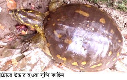 নাটোরে কাছিম অবমুক্ত