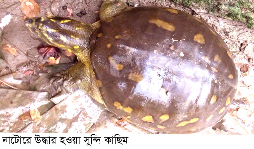 নাটোরে কাছিম অবমুক্ত