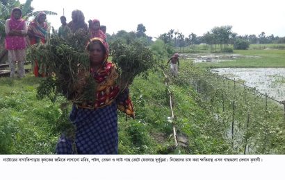 নাটোরে দরিদ্র চাষীর ফসল নষ্ট করলো দুবৃত্তরা