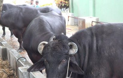 নাটোরে কোরবাণীতে চাহিদা সত্বেও নেই পর্যাপ্ত মহিষ