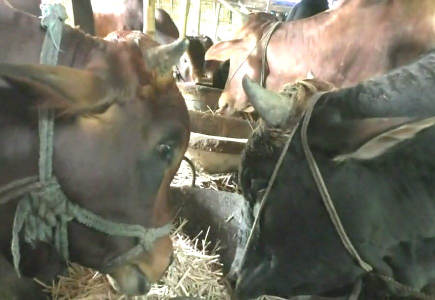 নাটোরে কোরবানীর জন্য প্রস্তত ৩ লাখ ৯৬ হাজার পশু