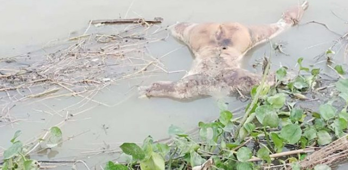 নাটোরে হাত-পা-মাথাবিহীন ভাসমান মরদেহ উদ্ধার