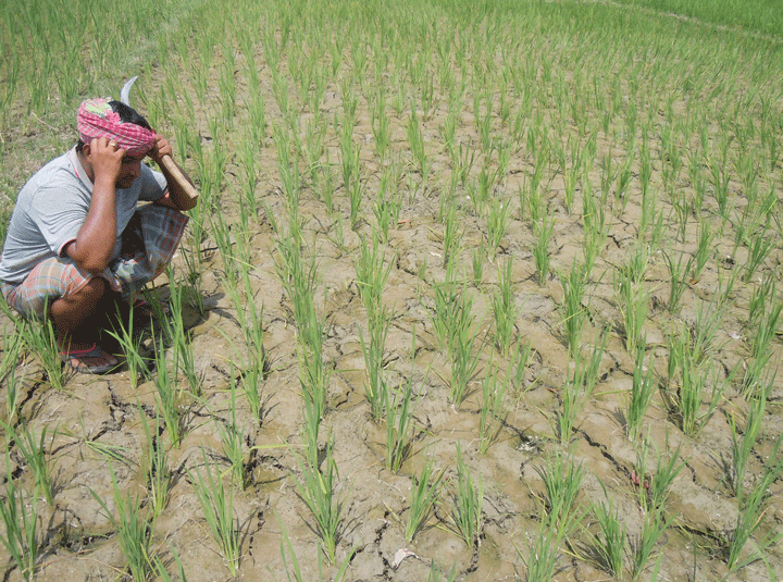 নাটোরের লালপুর বৃষ্টিহীন, হুমকিতে ৭ হাজার হেক্টর জমির আমন ধান নাটোরের লালপুর বৃষ্টিহীন, হুমকিতে ৭ হাজার হেক্টর জমির আমন ধান