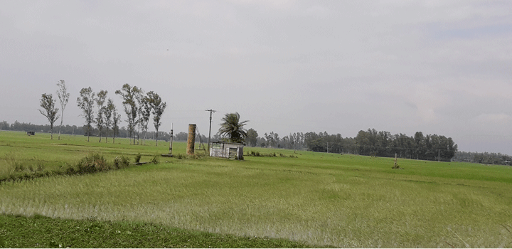 নাটোরে নলকূপ বন্ধে হুমকিতে দুইশো বিঘা জমির ধান