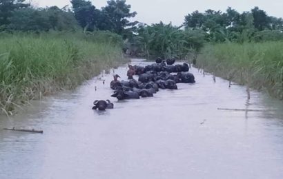 নাটোরের লালপুরে পদ্মার পানি বৃদ্ধি, আতঙ্ক