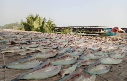 নাটোরের সুস্বাদু শুটকির কদর দেশজুড়ে