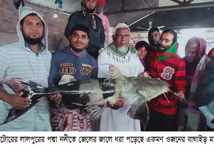নাটোরে জেলের জালে এক মণের বাঘাইড়!