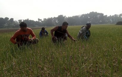 নাটোরের ‘সাদা সোনা’ রসুন কমাবে আমদানী নির্ভরতা