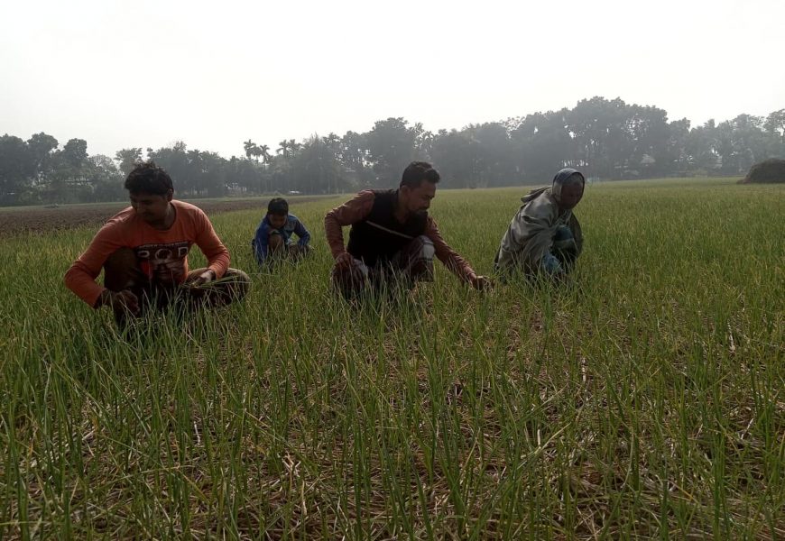 নাটোরের ‘সাদা সোনা’ রসুন কমাবে আমদানী নির্ভরতা