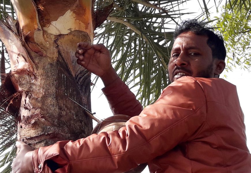 নাটোরে খেজুর রসে বিষ ছিটিয়ে পাখি নিধন