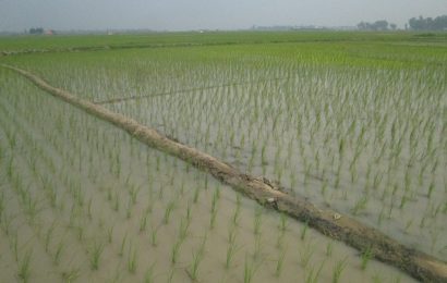 নাটোরে উৎপাদিত বোরো ধানের ক্রয় বাড়ানোর দাবী