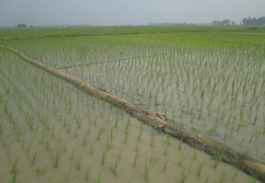 নাটোরে উৎপাদিত বোরো ধানের ক্রয় বাড়ানোর দাবী