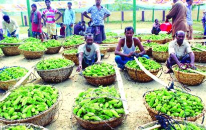 নাটোরে হাটে পড়ে থাকে করলা, আসে না মহাজন