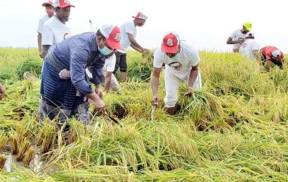 নাটোরের সিংড়ার গরীব কৃষকদের ধান কেটে দিলো ছাএলীগ-যুবলীগ