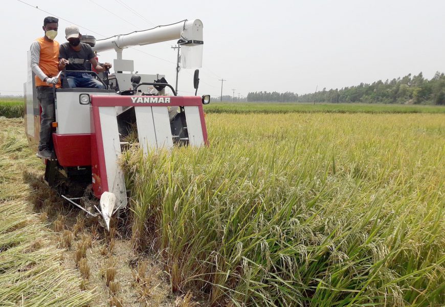 নাটোরের সিংড়ায় শ্রমিক সংকট, ধান কাটছে যন্ত্র