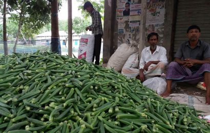 নাটোরে ঢেঁড়সের মণ ৪০০ টাকা, ক্রেতা নেই