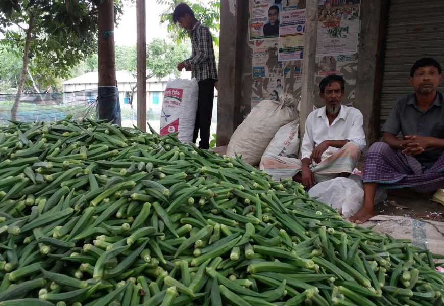 নাটোরে ঢেঁড়সের মণ ৪০০ টাকা, ক্রেতা নেই