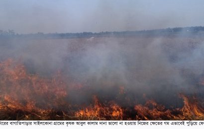 নাটোরে সরু দানার গম ক্ষেতেই পোড়াচ্ছে কৃষক