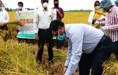 নাটোরে কৃষকদের উৎসাহিত করতে ধান কাটলেন ডিসি