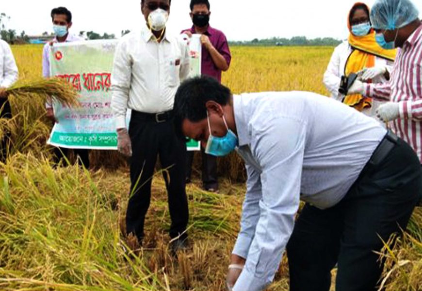 নাটোরে কৃষকদের উৎসাহিত করতে ধান কাটলেন ডিসি