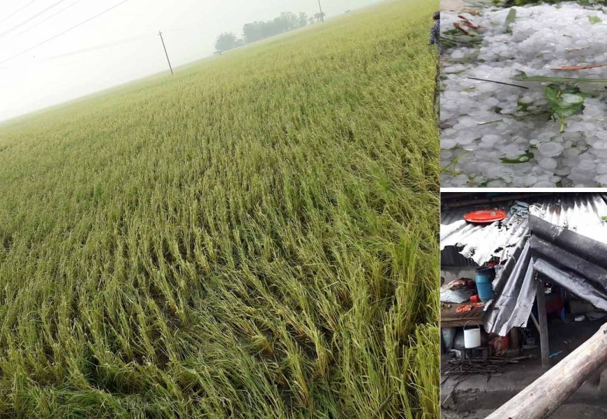 নাটোরে শিলা বৃষ্টিতে বোরো ধান নষ্ট, সহস্রাধিক পরিবার ক্ষতিগ্রস্ত