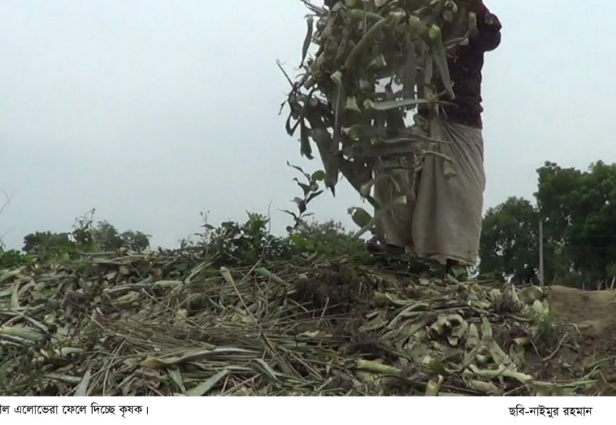 নাটোরে এলোভেরা বিক্রি বন্ধ, ফেলে দিচ্ছেন চাষীরা