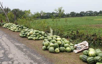 নাটোরে বাঙ্গির দাম পাচ্ছেন না চাষীরা