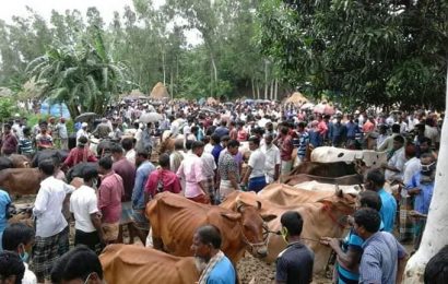 নাটোরে স্বাস্থ্যবিধিকে ‘বৃদ্ধাঙ্গুলি’ দেখিয়ে পশুর হাট!