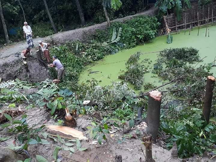 নাটোরে অন্যের বাড়ি নিজের দাবী করে ২ লাখ টাকার গাছ উজাড়!