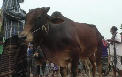 নাটোরে ঈদের শেষ হাটেও নেই পশু বিক্রি