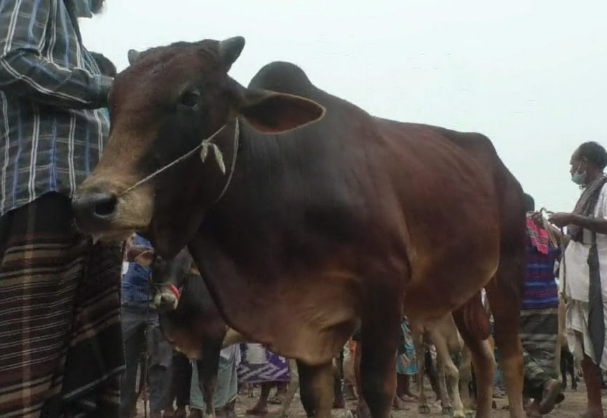 নাটোরে ঈদের শেষ হাটেও নেই পশু বিক্রি