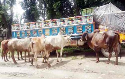 নাটোরে ১৬টি গরুভর্তি ট্রাক লুট, ৫ ব্যবসায়ী আহত